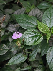 Tradescantia poelliae image