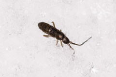 Tomoceridae