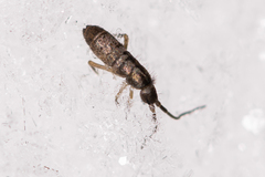 Tomoceridae