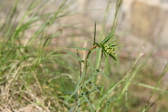 Euphorbia virgata