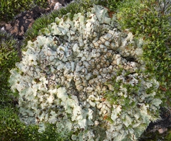 Squamarina cartilaginea