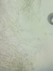 Neohygrocybe