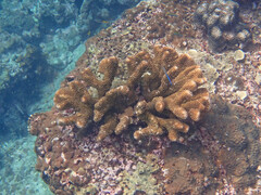 Pocillopora grandis