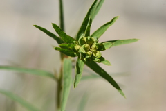 Euphorbia virgata