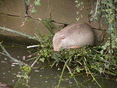 Myocastor coypus