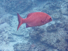 Kyphosus cinerascens