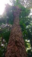 Anadenanthera peregrina
