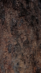 Anadenanthera peregrina