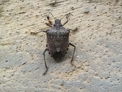 Halyomorpha halys