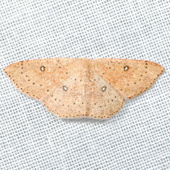 Cyclophora dataria