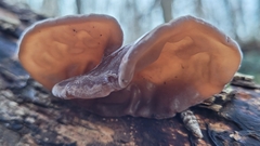 Auricularia auricula-judae