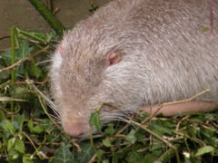 Myocastor coypus