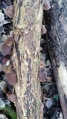Auricularia auricula-judae