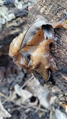 Auricularia auricula-judae