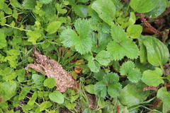 Fragaria moschata