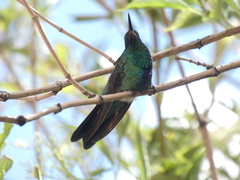 Colibri coruscans
