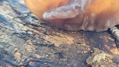Auricularia auricula-judae