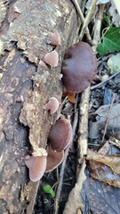 Auricularia auricula-judae