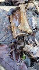 Auricularia auricula-judae