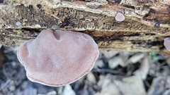 Auricularia auricula-judae