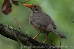 Turdus libonyana