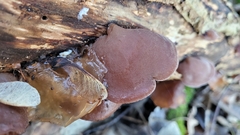 Auricularia auricula-judae