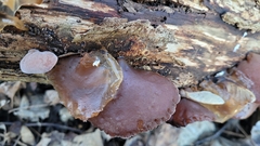 Auricularia auricula-judae