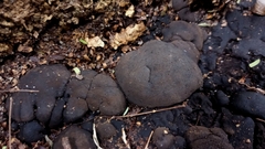 Fungi