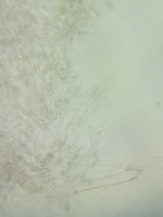 Neohygrocybe