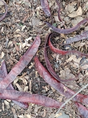 Gleditsia triacanthos