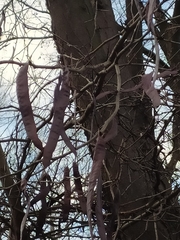 Gleditsia triacanthos