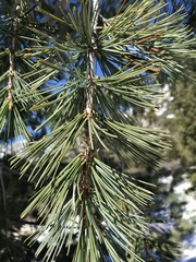 Pinus flexilis
