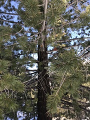 Pinus flexilis