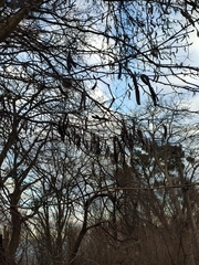 Gleditsia triacanthos