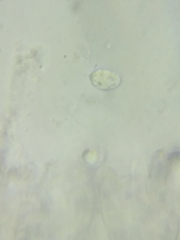 Neohygrocybe