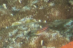 Helcogramma striata