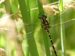 Synthemis eustalacta