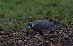 Columba palumbus palumbus