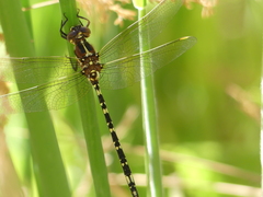 Synthemis eustalacta