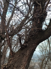 Gleditsia triacanthos