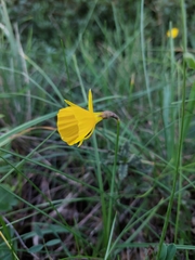 Narcissus bulbocodium