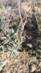 Lasiocampoidea