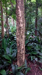 Myrtaceae