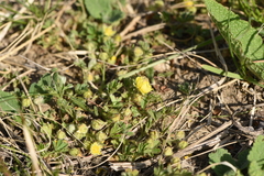 Potentilla pusilla
