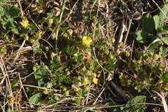 Potentilla pusilla
