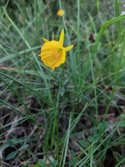Narcissus bulbocodium