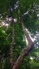 Myrtaceae