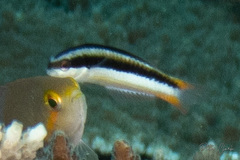 Thalassoma amblycephalus