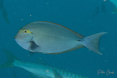 Acanthurus mata