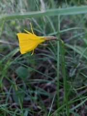 Narcissus bulbocodium
